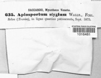 Apiosporium stygium image
